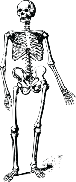 Bone Skeleton Black and White Clipart