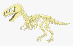 Fosil, Dinosaur Bones, Dinosaur Skeleton Clipart