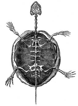 Turtle Skeleton Bone Clipart