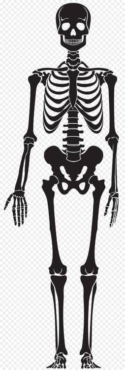 Bone Skeleton Clipart Black and White