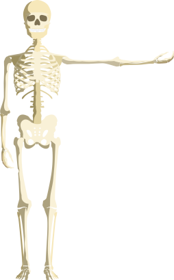 Bone Skeleton Clipart Transparent Png
