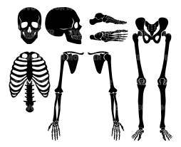 Skeleton, Svg, Bone, icon, Human Skeleton Clipart