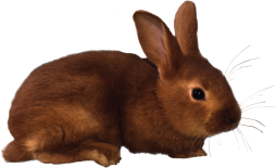 Brown Bunny Rabbit Clipart Png
