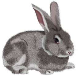 Gray Animal Rabbit Bunny Clipart