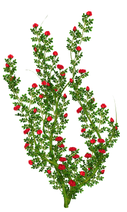 Awesome Bush Clipart Transparent Background