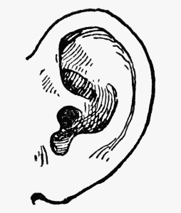 Free pictures of Ear Black and White Clipart