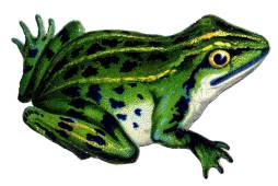 Frog Aesthetic Clipart images
