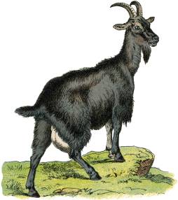 Goat Animal Clipart Transparent Graphics