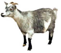 Goat live Clipart Transparent Png