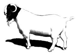 Black and White Clipart Boer Goat