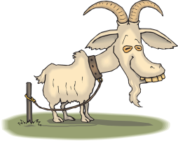 Free Clipart old Domestic Goat Png