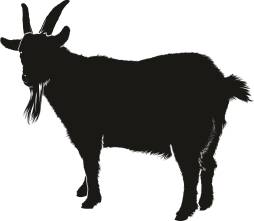 Picture of a Goat Clipart 4k