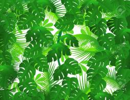 Natural Rainforest Art Clipart image