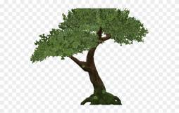 Tree Rainforest Clipart free for