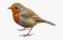 Awesome Robin Bird Clipart