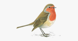 Amazing Robin Bird Png Clipart