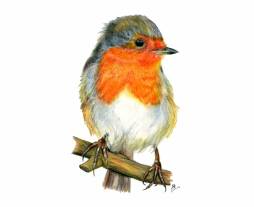 Clipart of a Robin Best