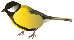 Yellow Robin Png, Spring Robin Clipart