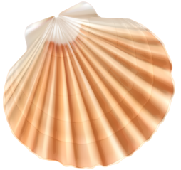 Seashell Clipart Ideal For Your Ocean Themed Designs