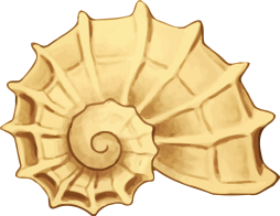 Sea Inspired Seashell Clipart