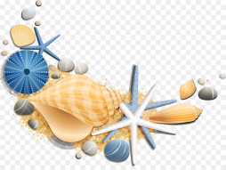 Seashell Clipart for Your Sea View Cards