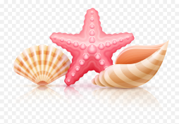 Reflect Your Beautiful Memories in Sea Shell Clipart