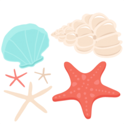The Most Beautiful Sea shell Clipart