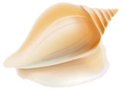 Transparent Seashell live Clipart