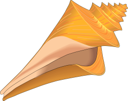 Most Popular Clipart Sea shell png