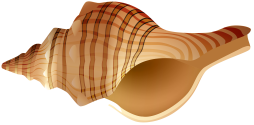 Download brown Sea shell Transparent Png