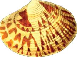 Best Sea shell Clipart free
