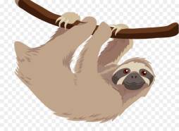 Amazing Old Sloth Clipart Background
