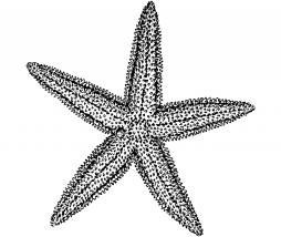 Most Popular Starfish image Clipart