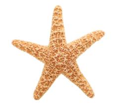 New Starfish Vector Clipart