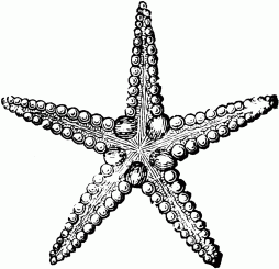 Starfish line art Clipart
