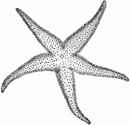 Clipart Starfish Gif Transparent Background