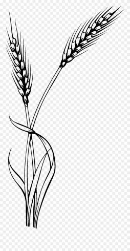 Black and White Wheat Clipart