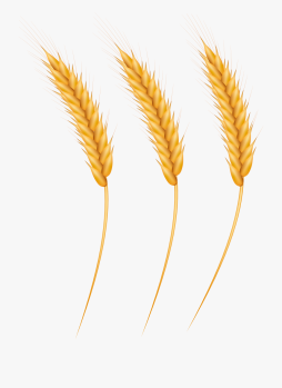 Wheat Grain Rice Clipart Transparent Png