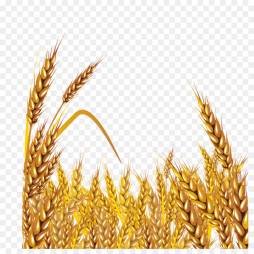 Wheat Transparent image Clipart