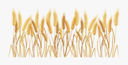 Wheat Beautiful Clipart