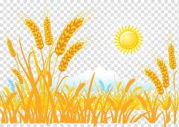Sun Wheats image, Harvest, Nature, Clipart wheat