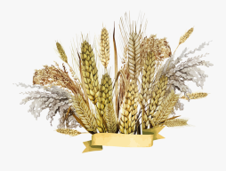 Best Clipart Wheat image Png