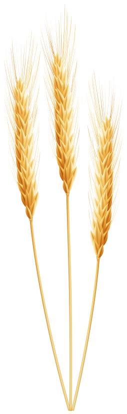 Download Wheat Yellow Clipart