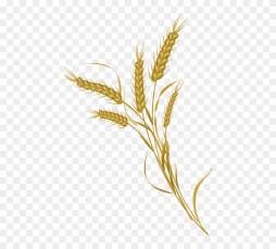 Yellow Wheat Clipart free for Download