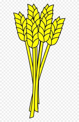 Yellow Grain Clipart, Clipart Wheat Farming