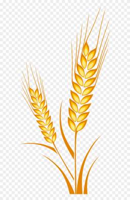 Awesome Dravings Wheat Clip Art, Harvest, download